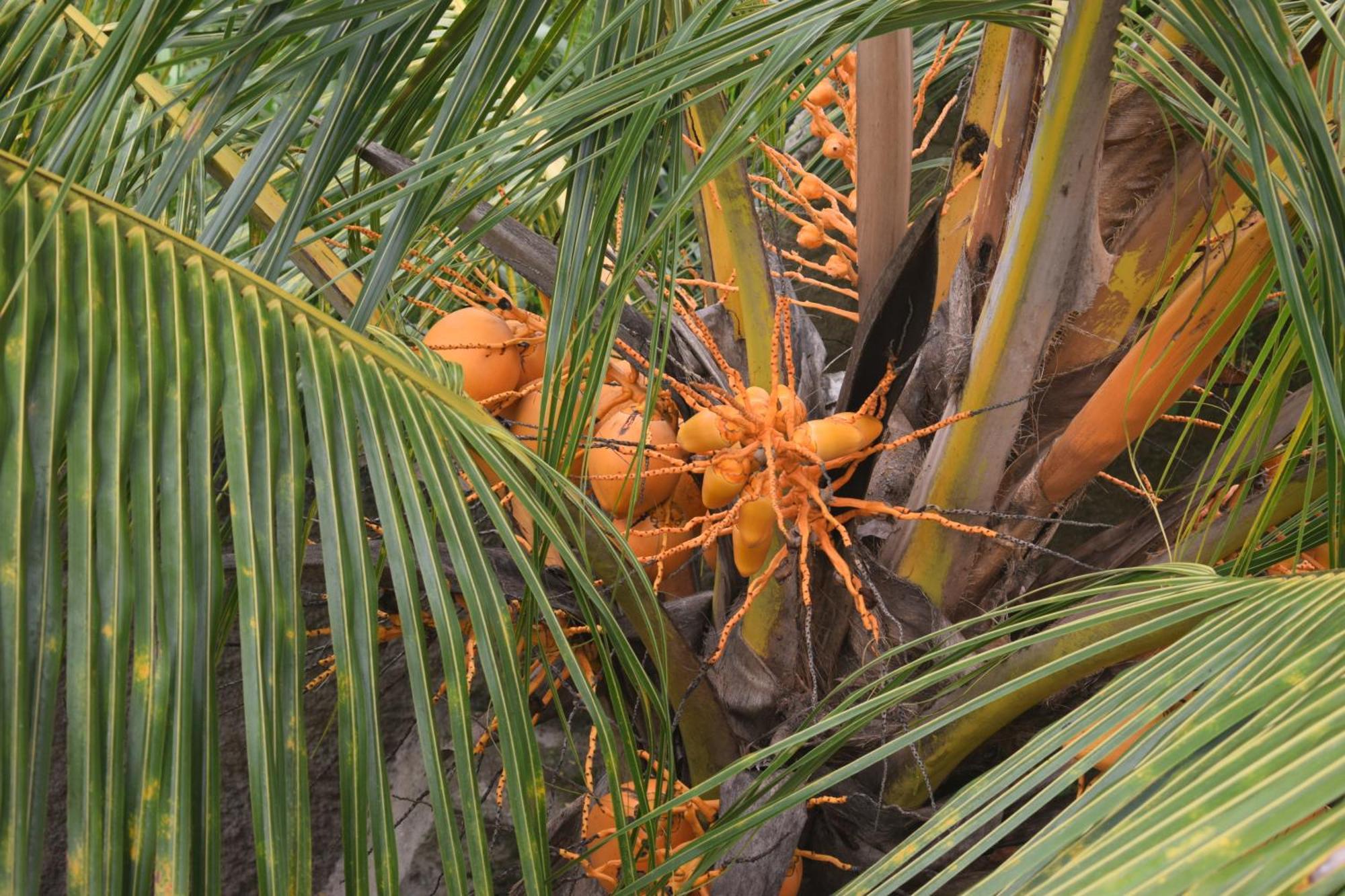 Namaya Nature كاندي المظهر الخارجي الصورة