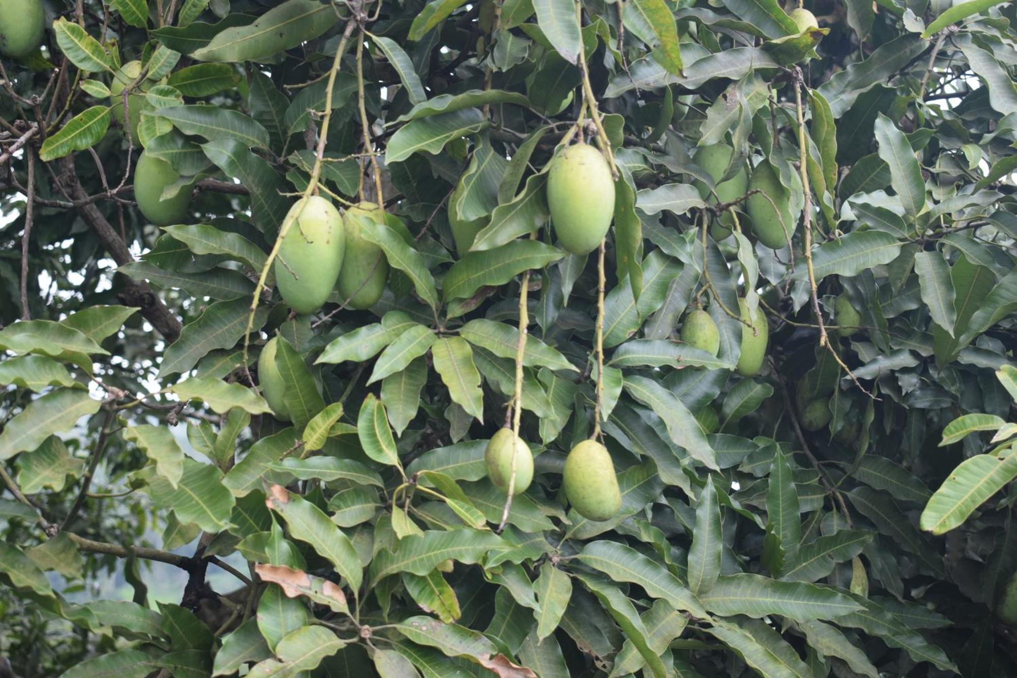 Namaya Nature كاندي المظهر الخارجي الصورة