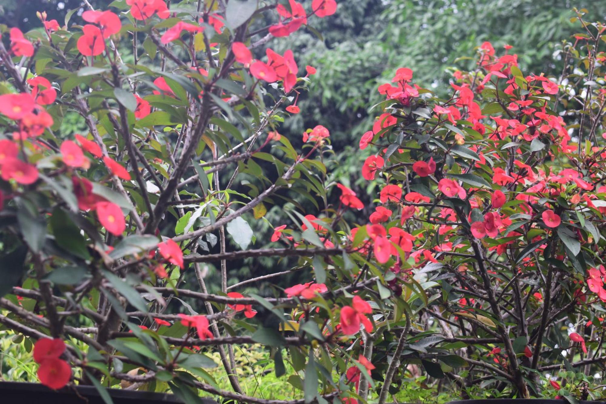 Namaya Nature كاندي المظهر الخارجي الصورة